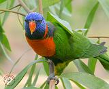 Lorikeet 9Y195D-015